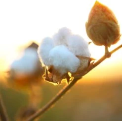 Air Wick Freshmatic Automatische Spray Luchtverfrisser - Pure Zachtheid Van Katoen Navulling - 3 Stuks - Voordeelverpakking -HG Schoonmaak Verkoop 1200x1183 1